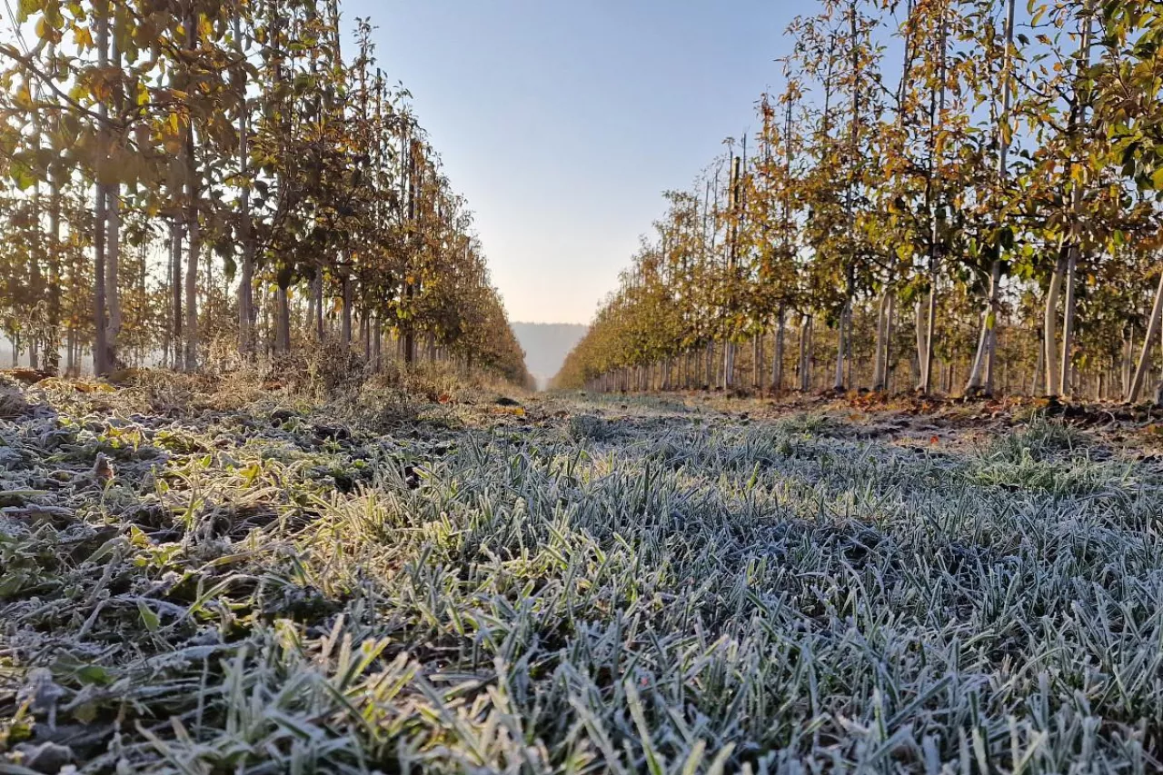 Na podstawie zaktualizowanych danych, w przypadku niektórych płatności w ramach ekoschematów obszarowych ustalono wyższe stawki niż w poprzednim komunikacie MRiRW.