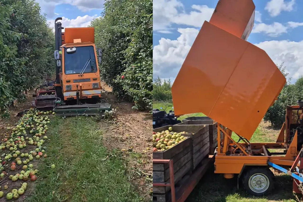 kombajn do zbioru jabłek przemysłowych