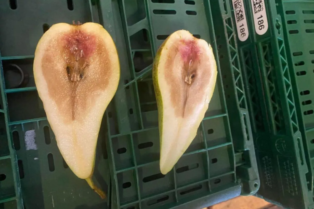 rozpad miąższu gruszek