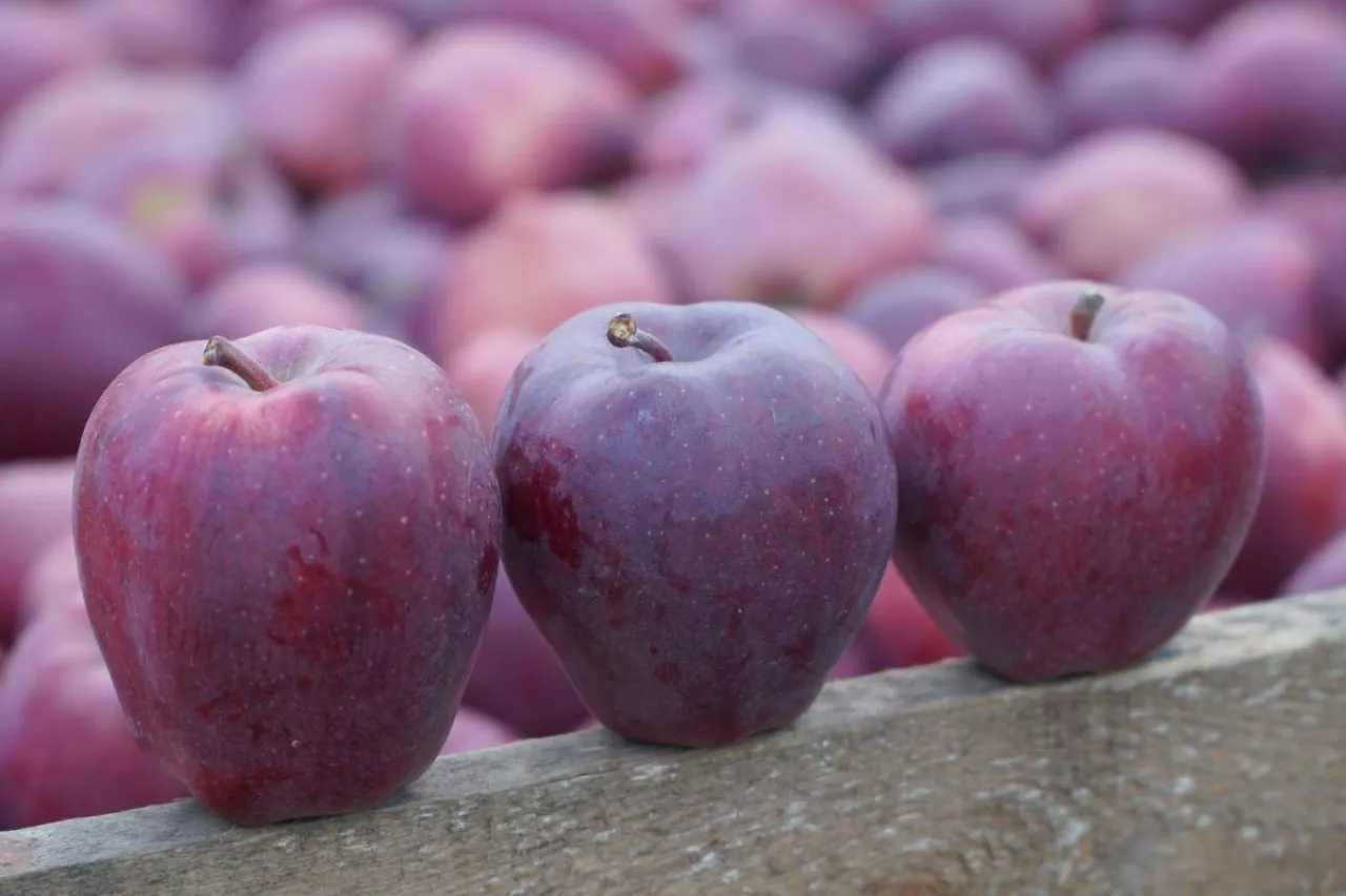 dotacje w rolnictwie