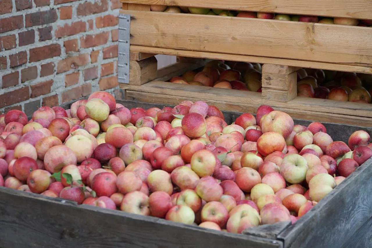 jabłka skrzynie
