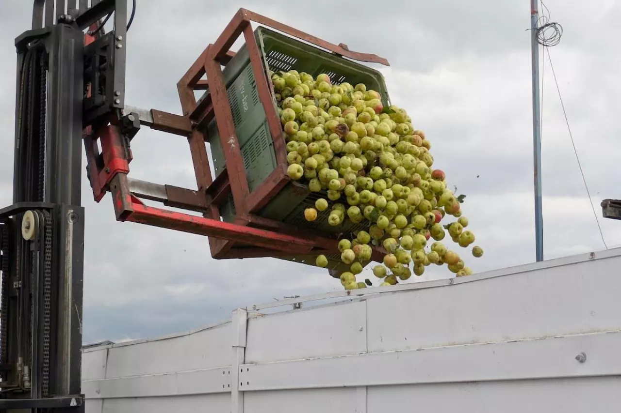 jabłko przemysłowe