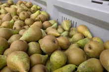 Konferencja skrzynia