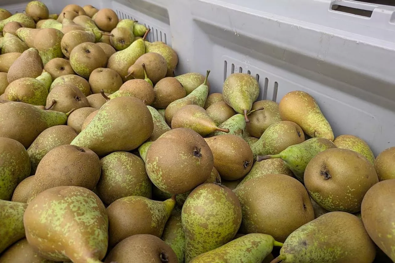 Konferencja skrzynia