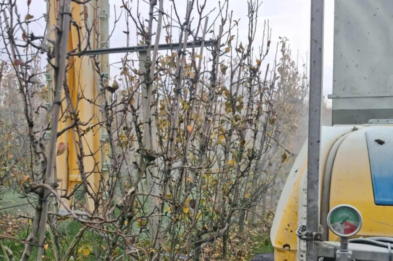 zabiegi miedzią w sadach gruszowych