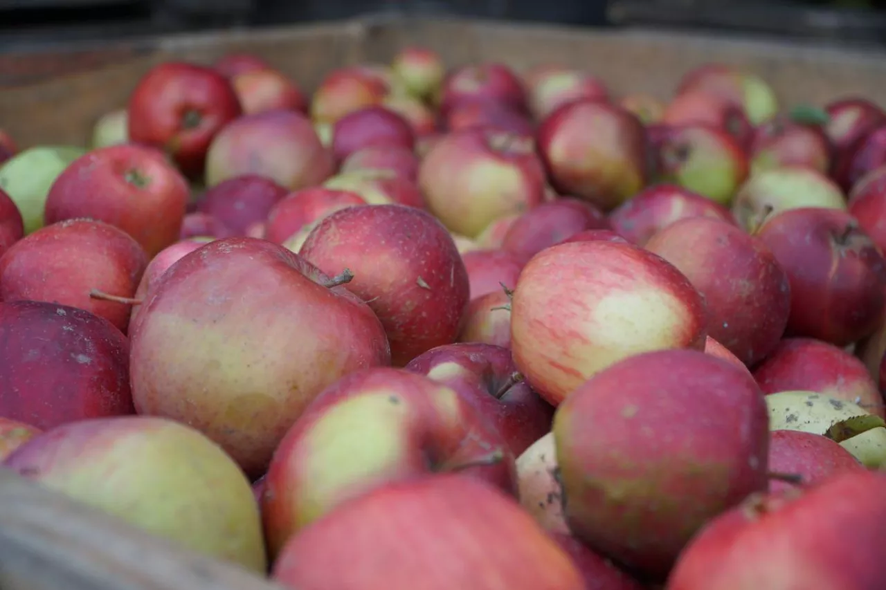 jabłka przemysłowe