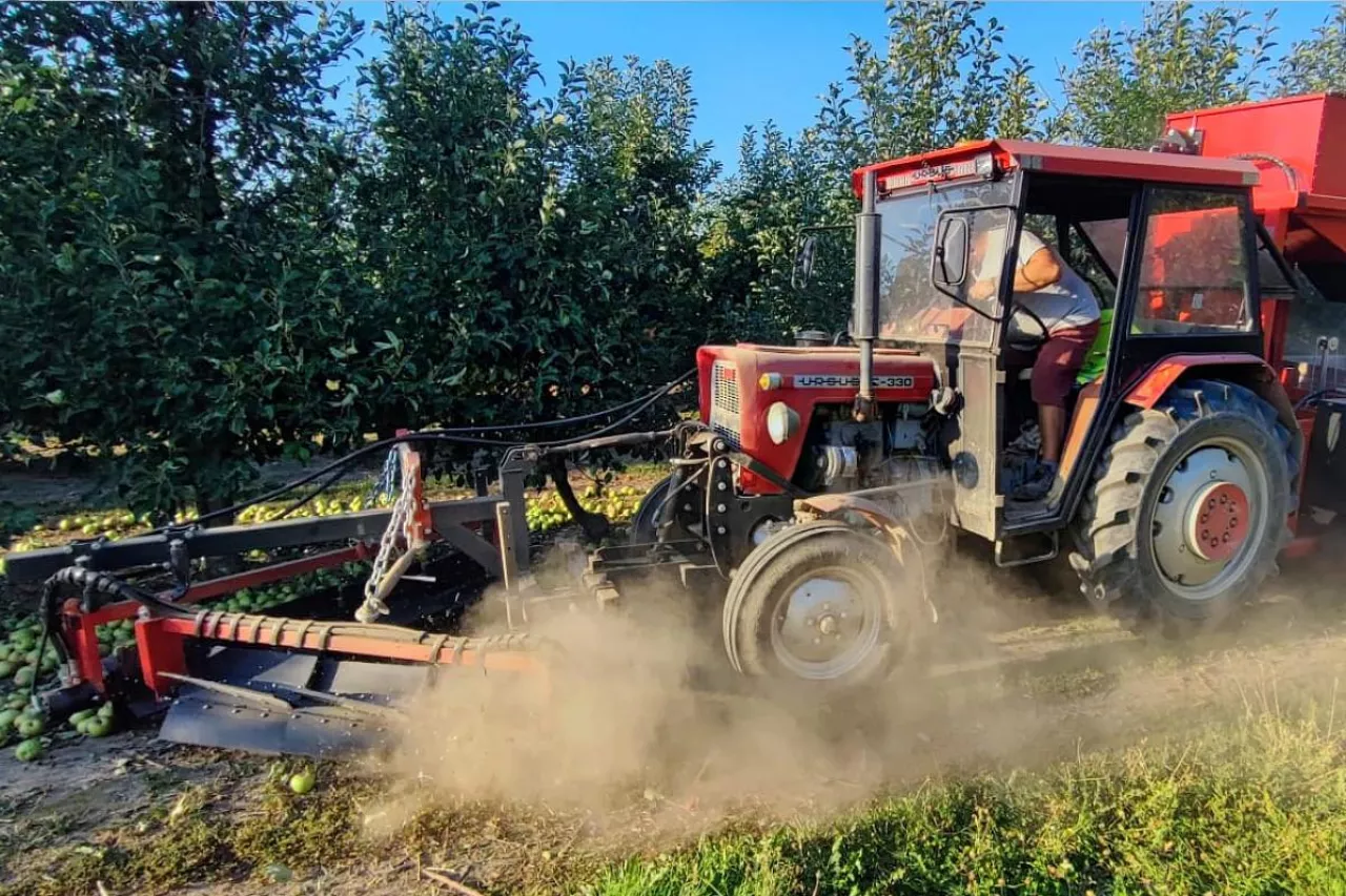 kombajn do zbioru jabłek przemysłowych