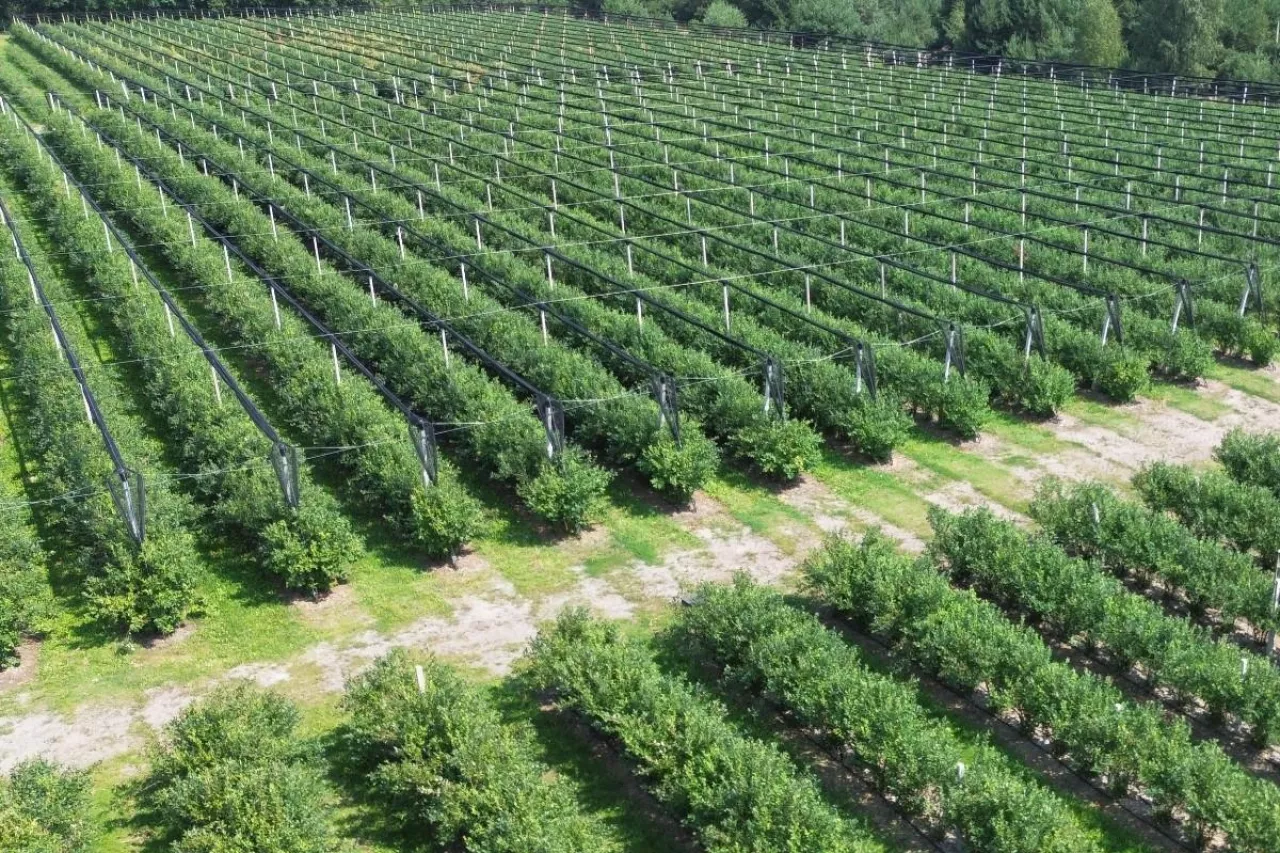 borówki plantacja