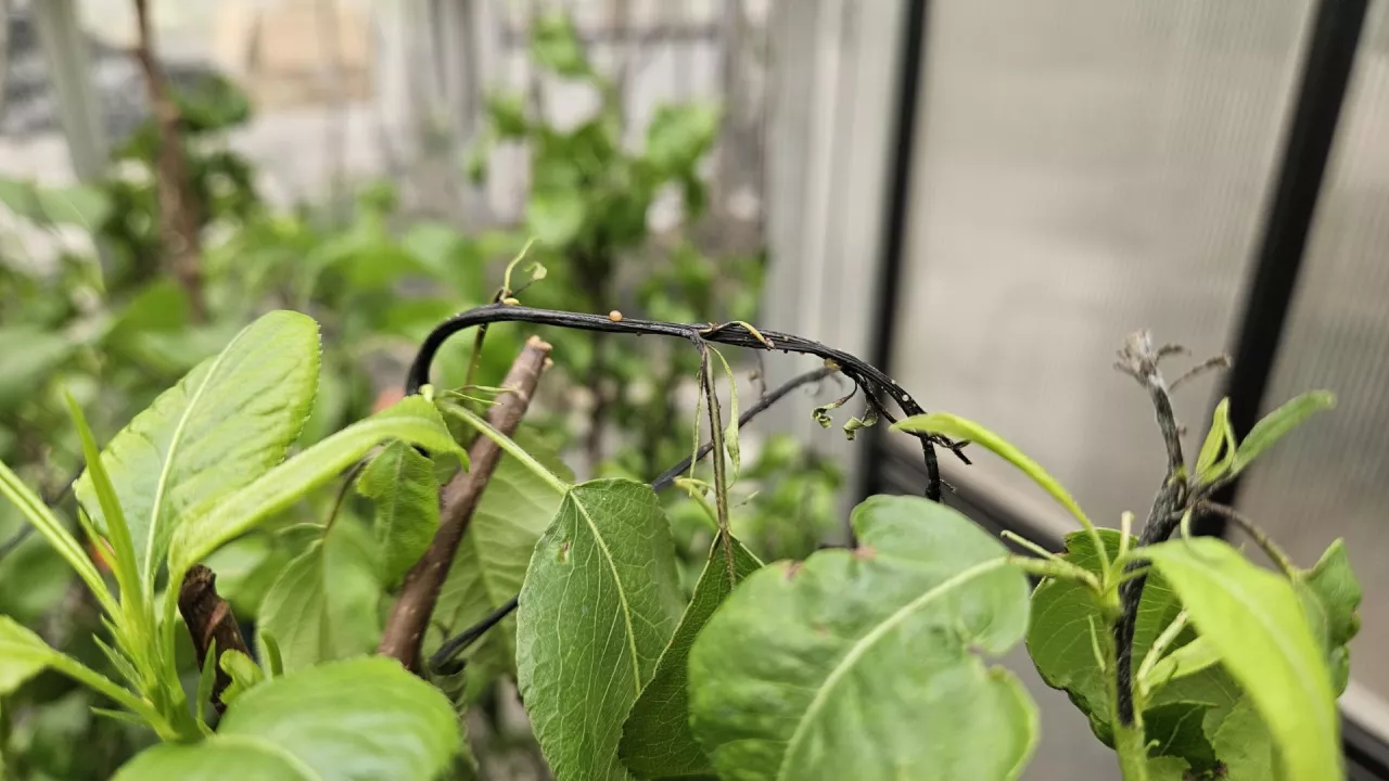 Fot. 1 Objawy zarazy ogniowej na pędach gruszy z typowymi wyciekami bakteryjnymi