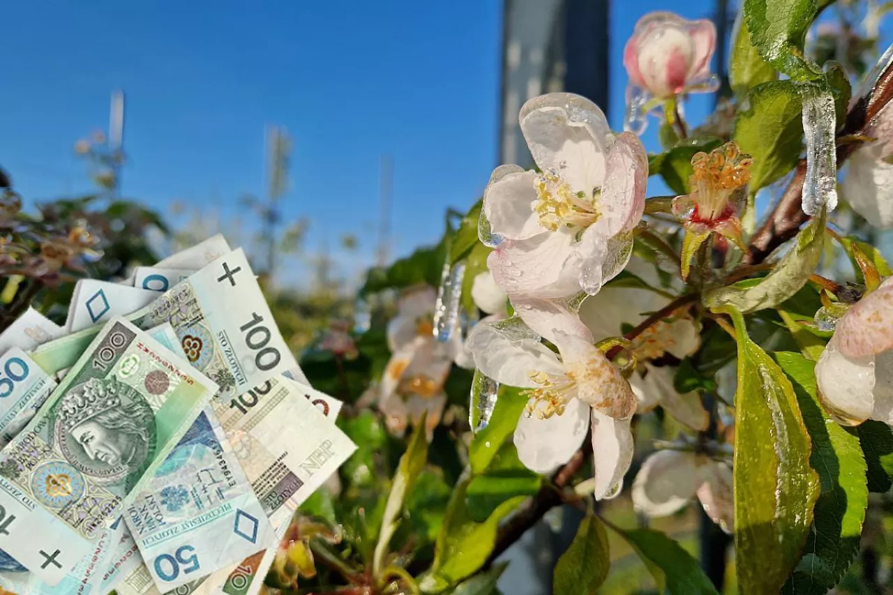 przymrozki pieniądze