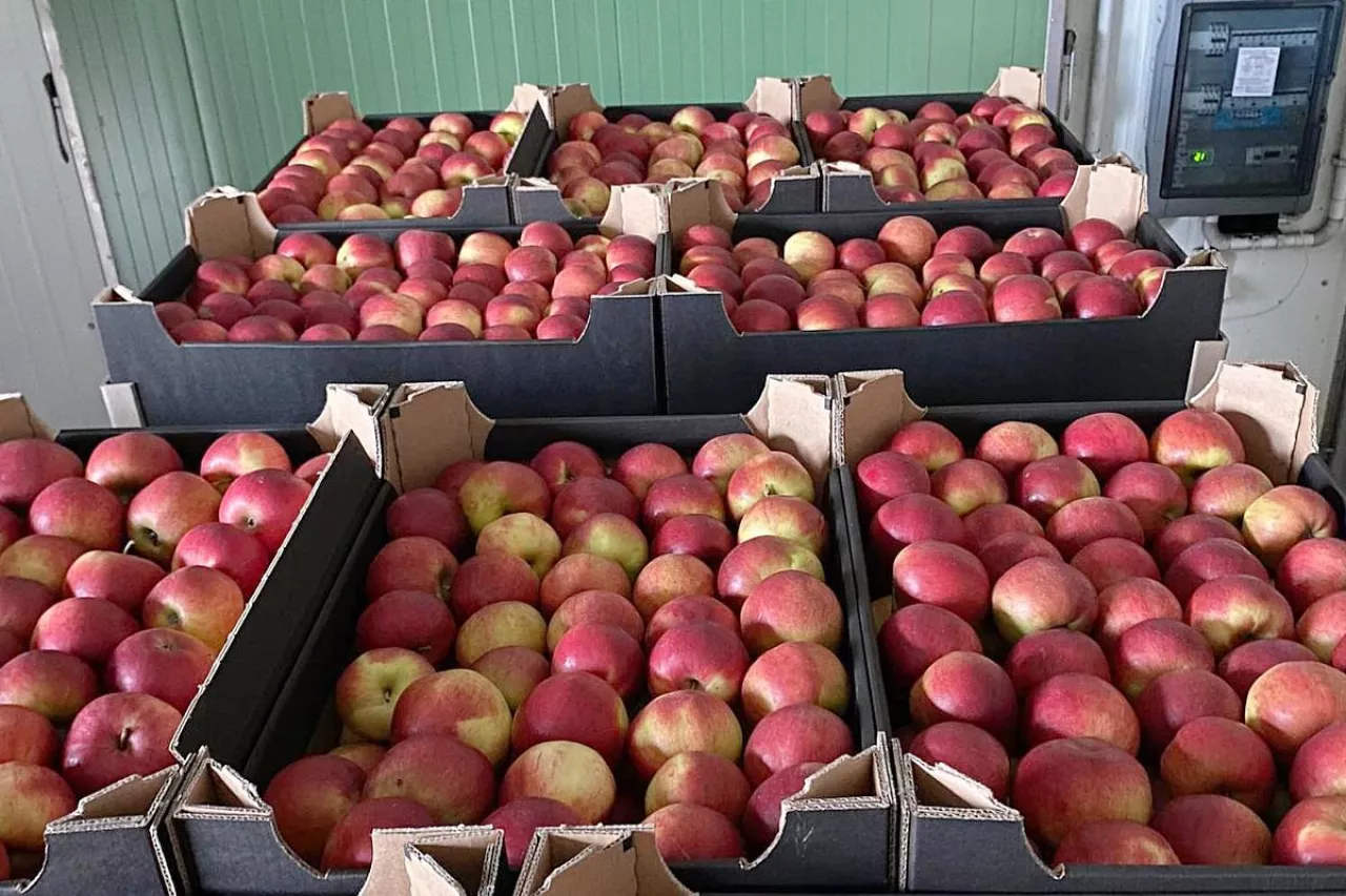 jabłka kartony