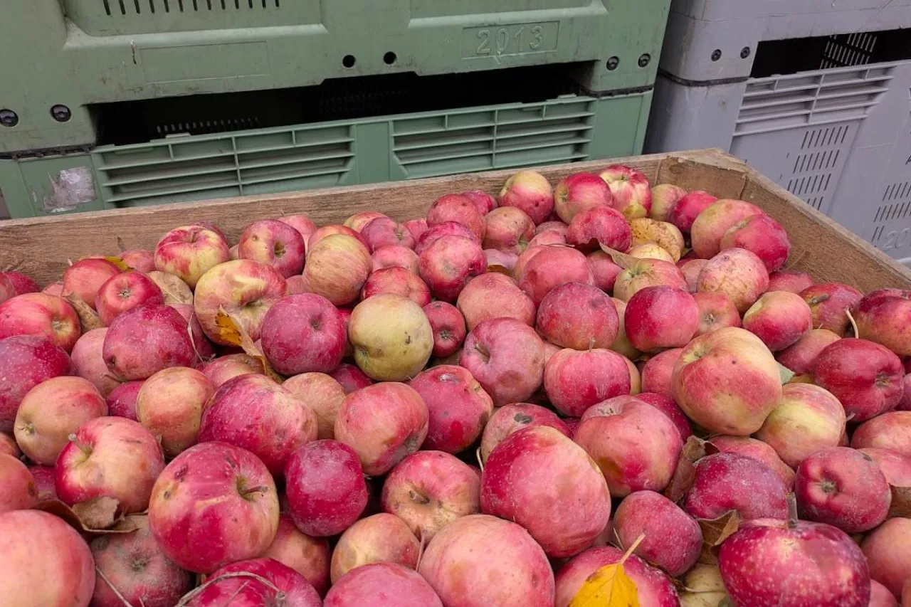 jabłka przemysłowe