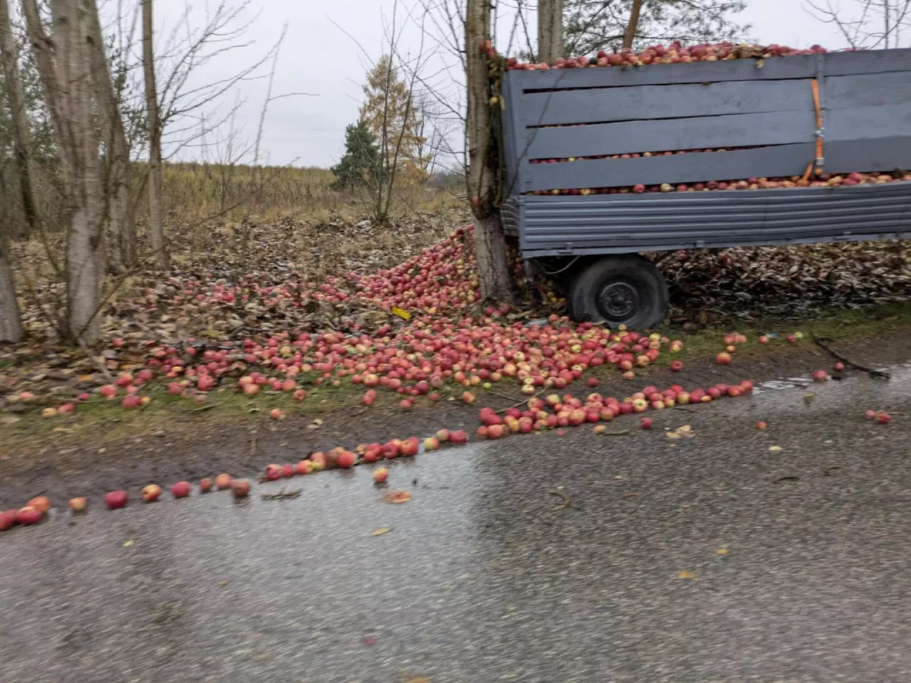 wypadek na drodze - jabłka wysypały się na jezdnię
