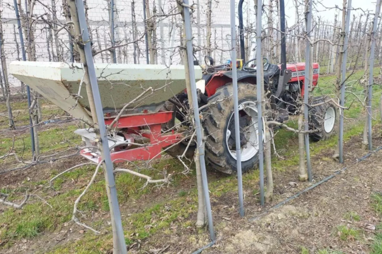 sół potasowa w sadzie