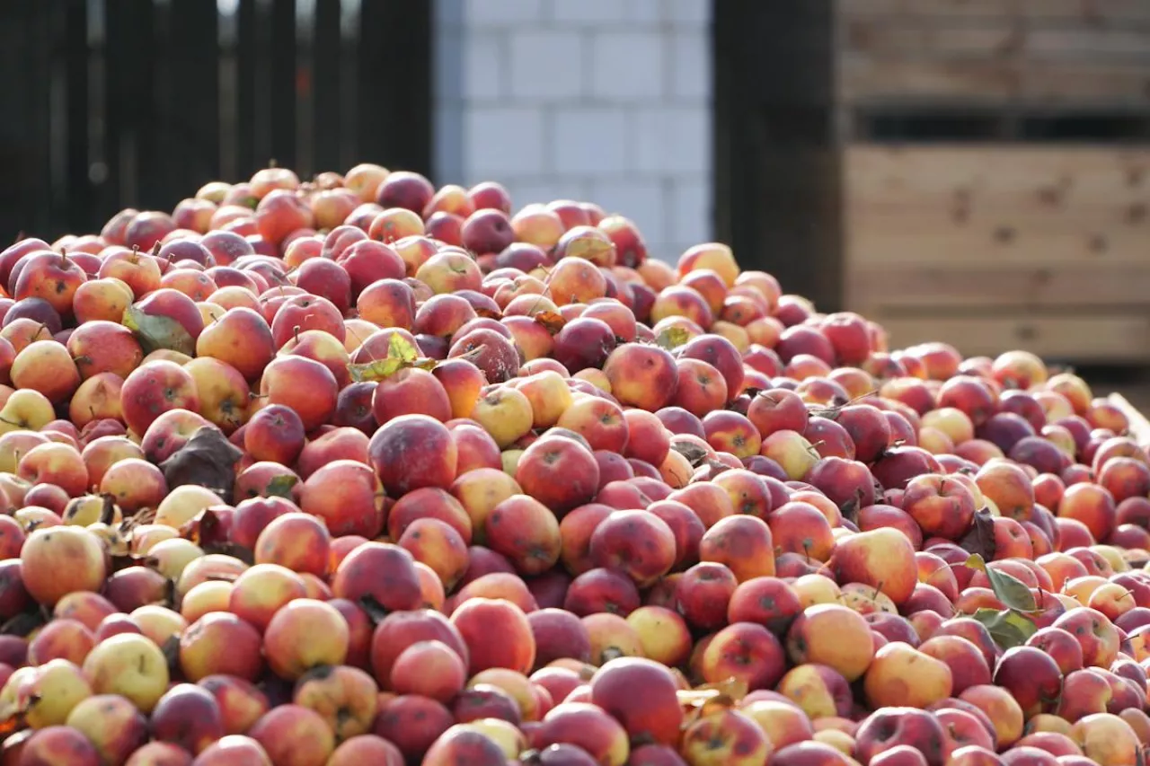 jabłka przemysłowe