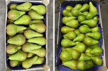 eksport gruszek z Polski