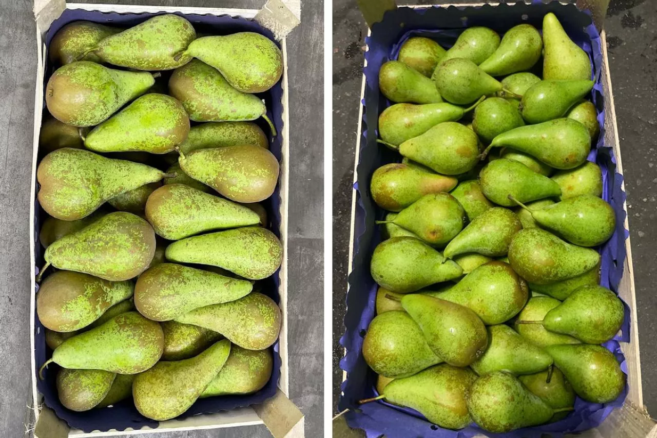 eksport gruszek z Polski