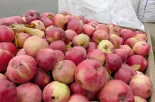 jabłka przemysłowe