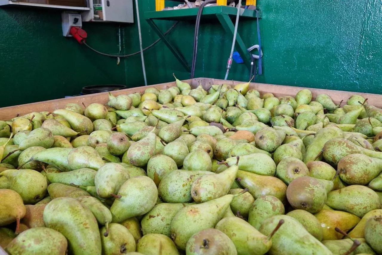 konferencja chłodnia