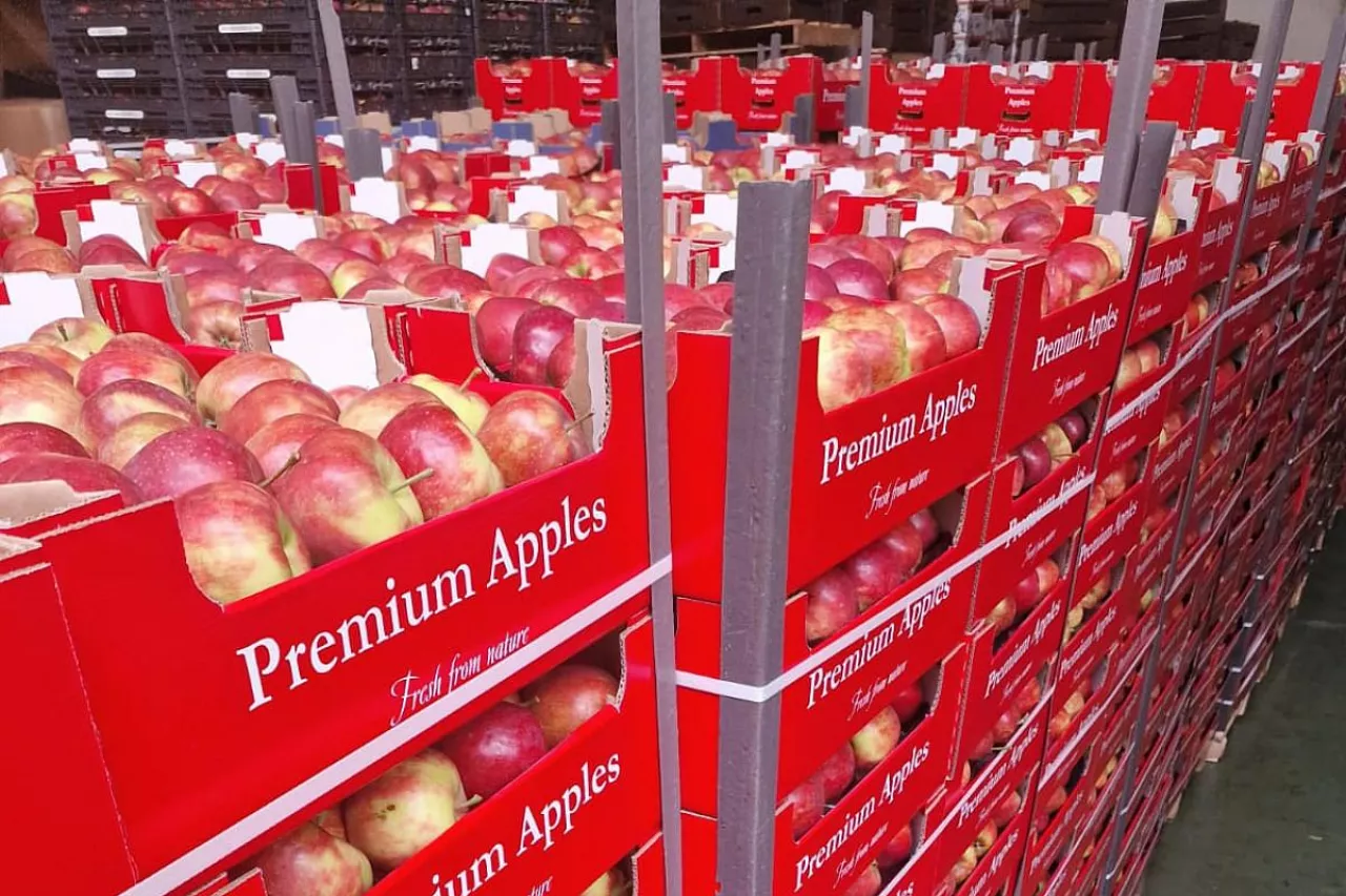 jabłka kartony