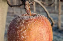 źródło: Agro Nawigator 4/2025