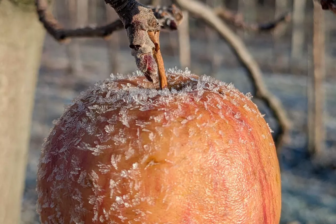 źródło: Agro Nawigator 4/2025