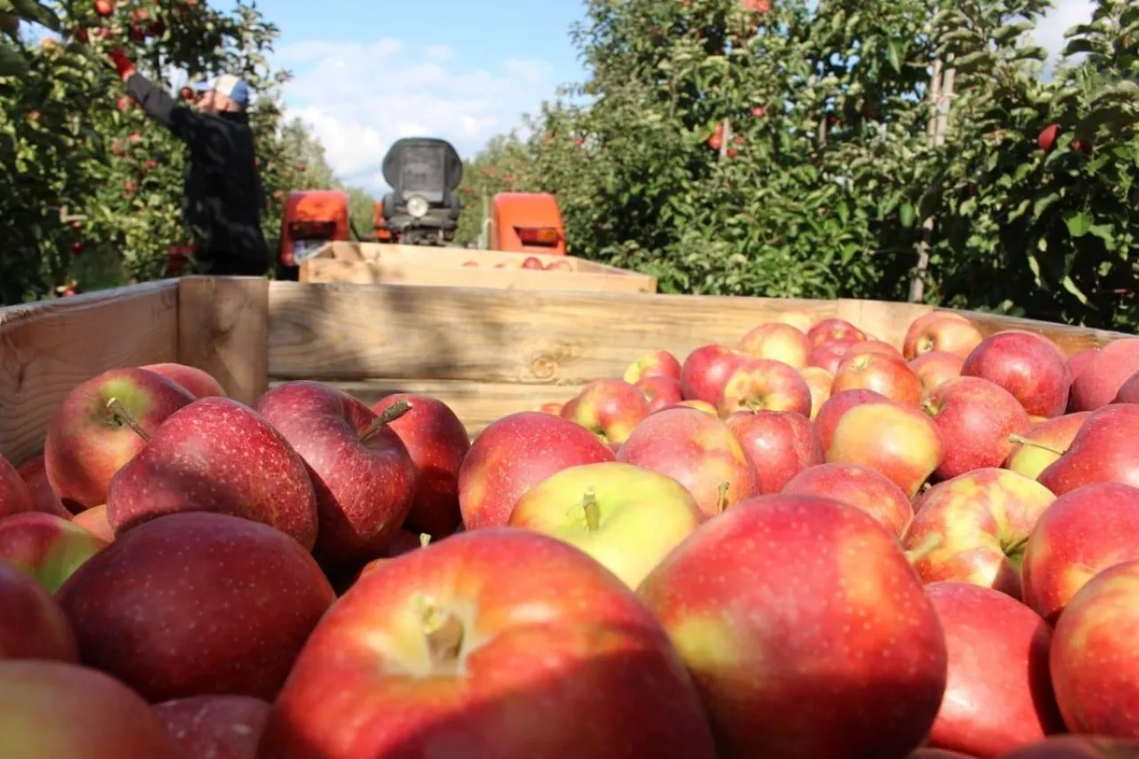 zbiory jabłek