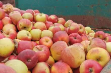 jabłka przemysłowe