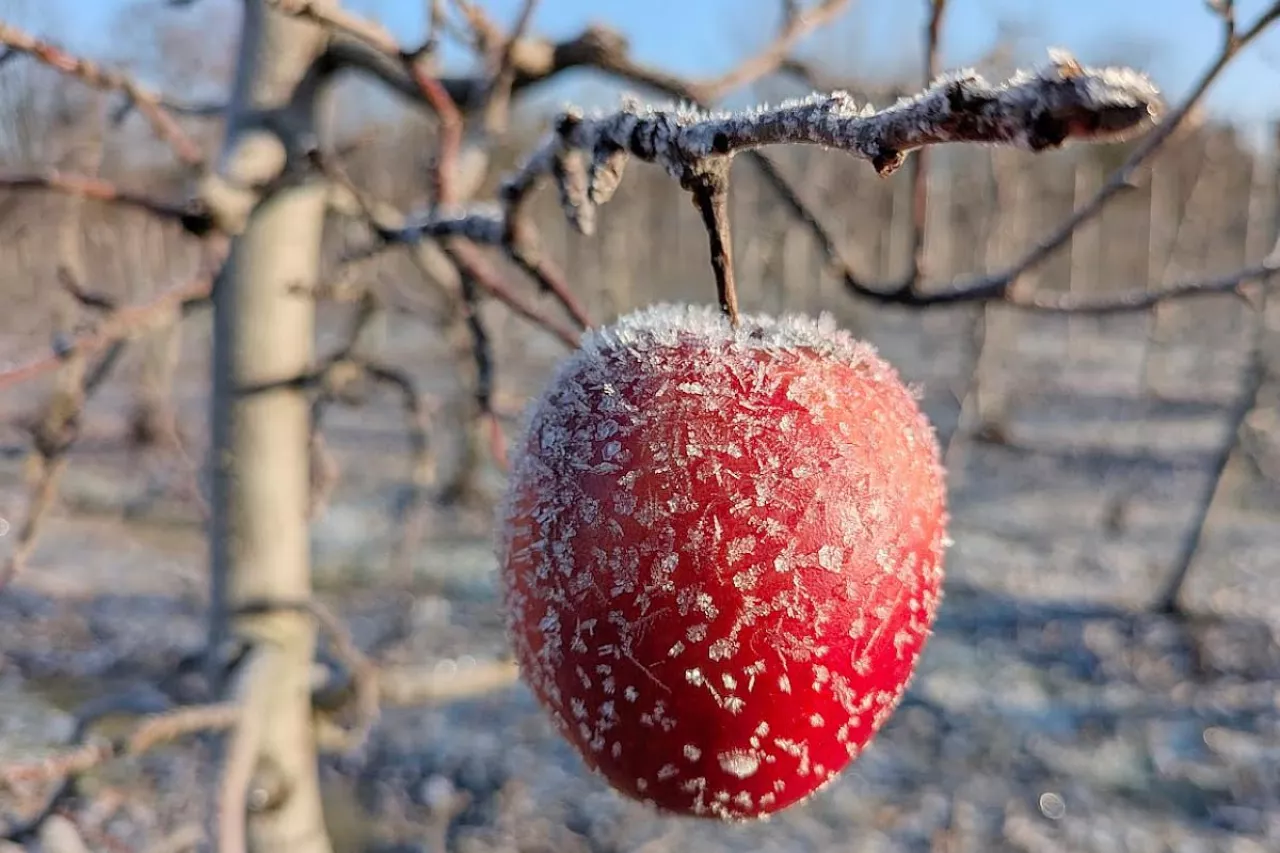 jabłko mróz