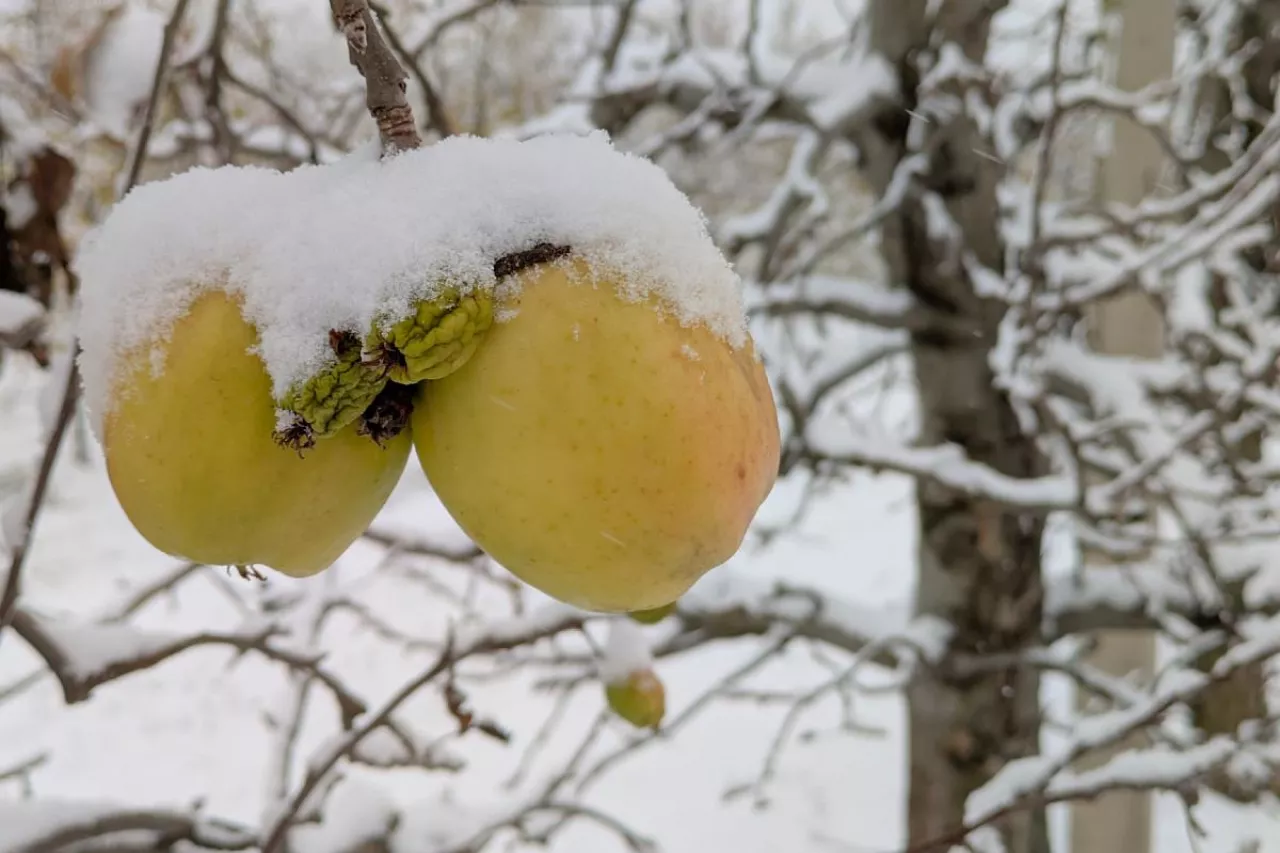jabłka śnieg