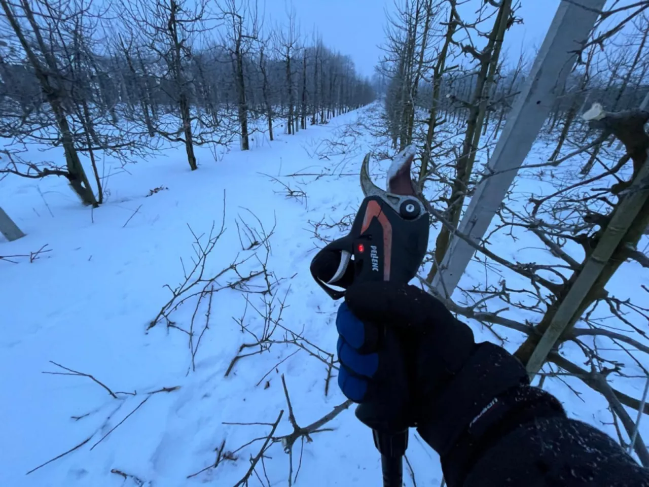 zimowe cięcie jabłoni