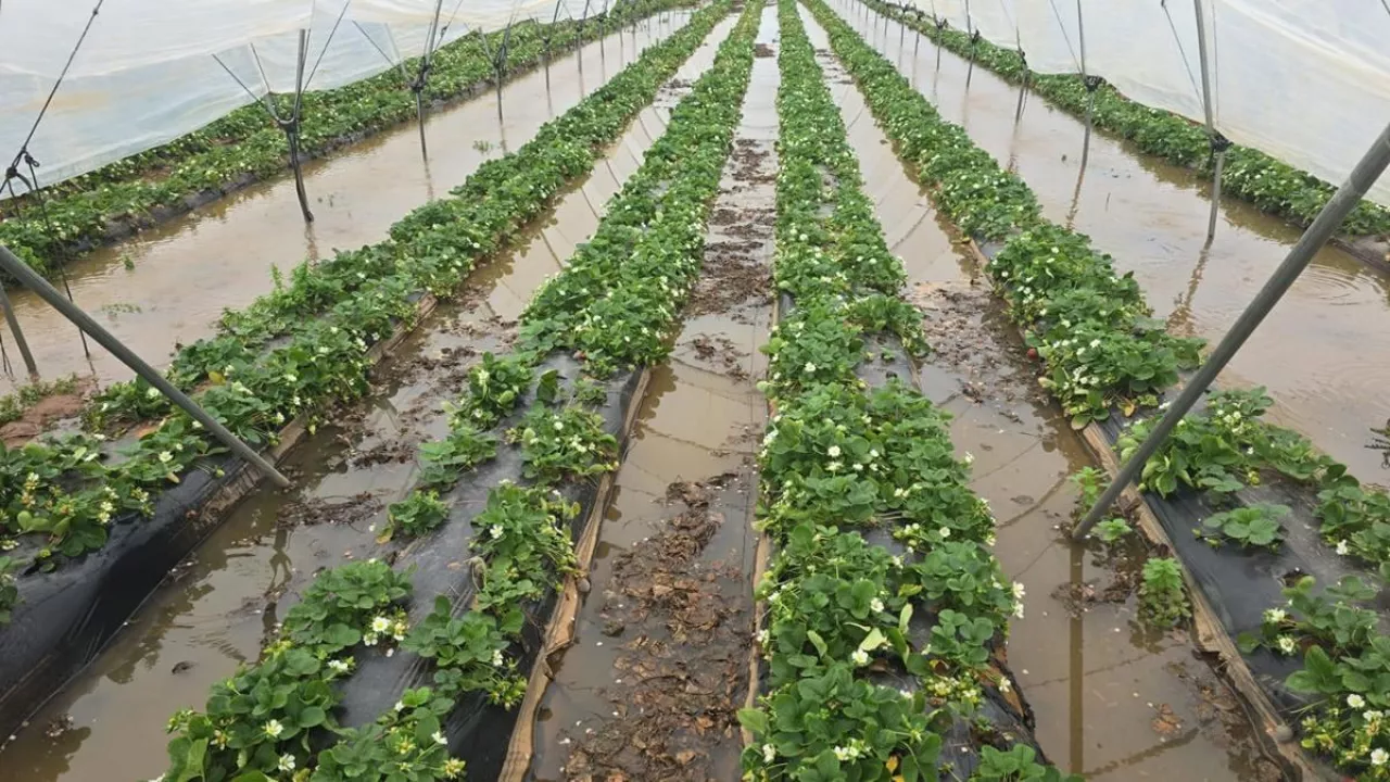 Jan Van Bergeijk/www.agf.nl